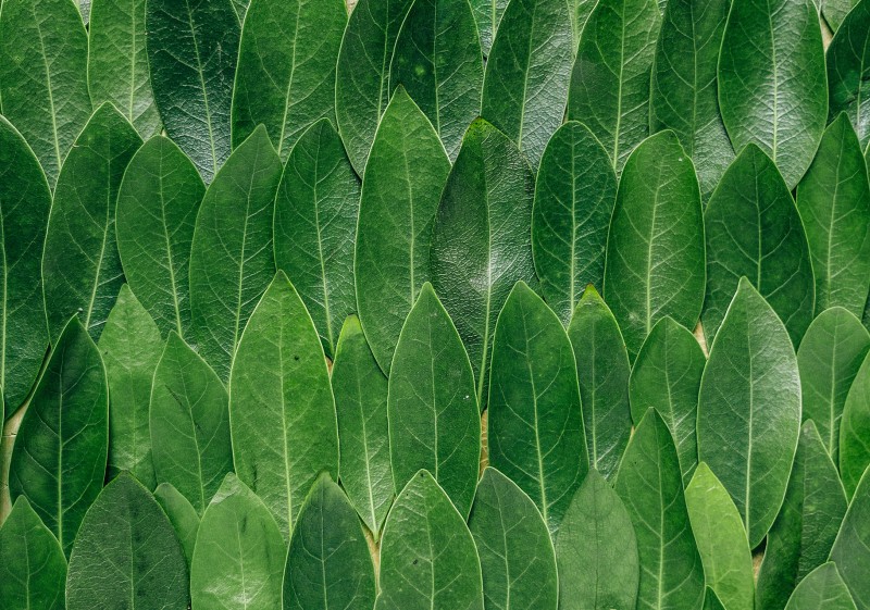 Green leaves arranged in overlapping rows