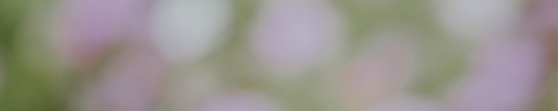 Blurred image of flowers