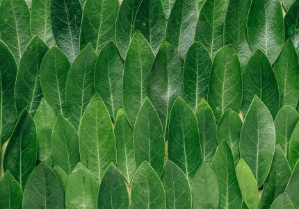 Green leaves arranged in overlapping rows