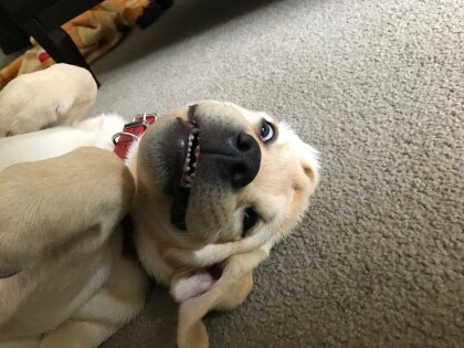 Spyro the golden labrador on his back
