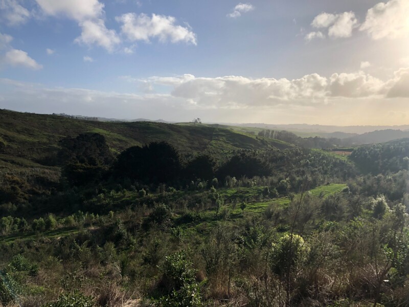 Kaipara Farm 1