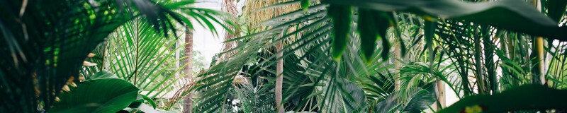 Inside a wintergarden at a botanic gardens. Lots of green foliage.