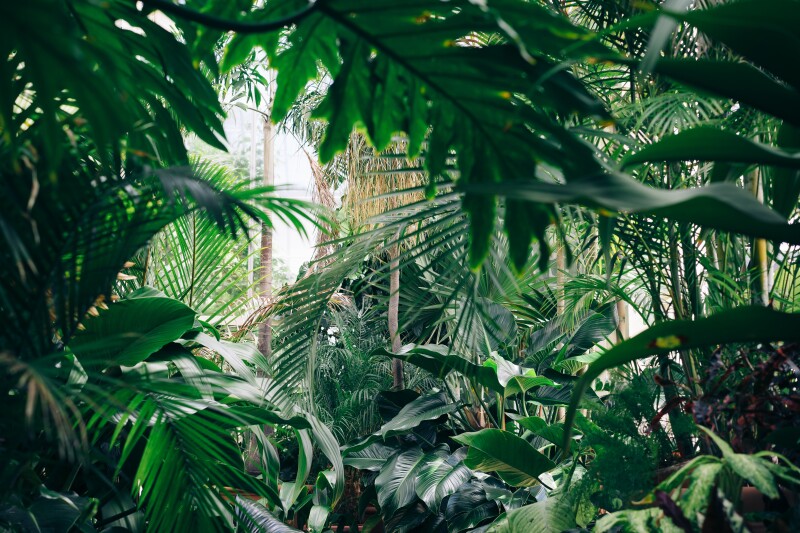 Inside a wintergarden at a botanic gardens. Lots of green foliage.