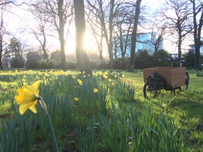 Park with daffodils, trees and bike on grass