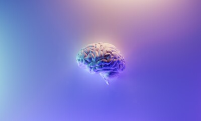 A human brain on a purple background, with different purple hues throughout the image.