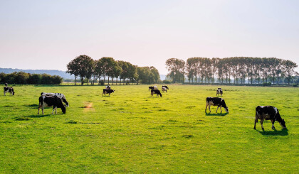 Green field with cows grazing