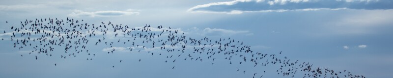 Flock of birds flying over a water body, trees and cloudy sky in the background