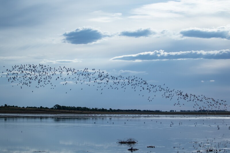 Flock of birds flying over a water body, trees and cloudy sky in the background