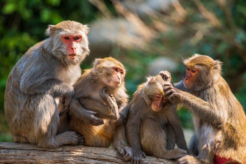 A group of 4 monkeys on a log