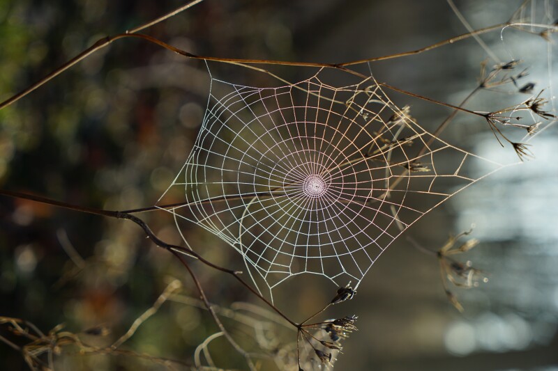 Spider web between twigs