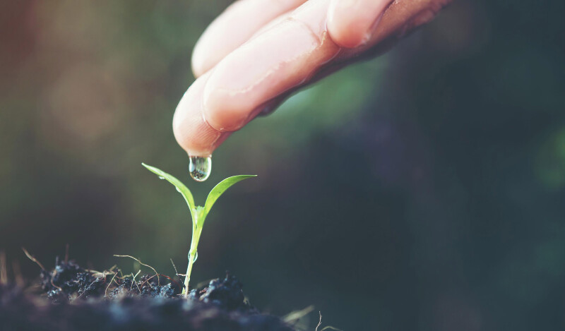 Hand dropping water onto a seedling