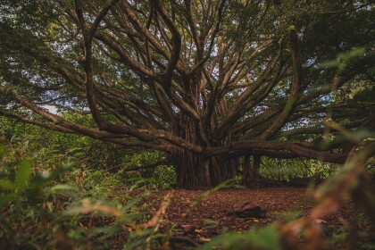 Ground level view of a large tree with many branches