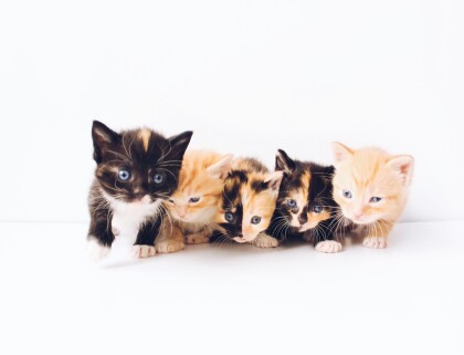 the lucky neko JYhw8TtoxTg unsplash