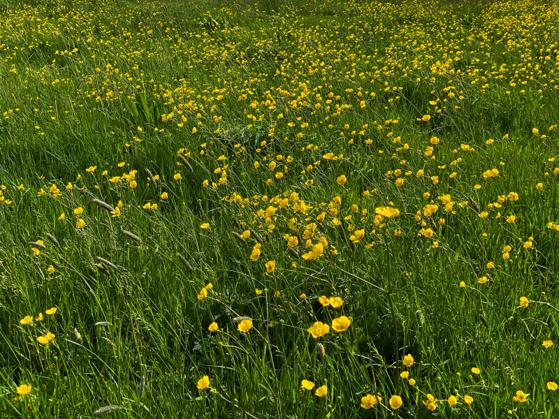Field of long grass and yellow flowers