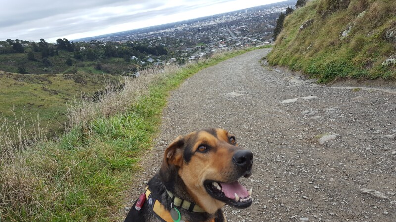 A happy dog in the foreground, going down a hilly gravel track. The city flats are in the distance