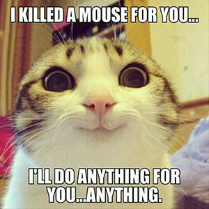 Meme of a close up of a cat, it's ears are tucked away, it's eyes are huge and it appears to be smiling. Caption says "I killed a mouse for you... I'll do anything for you... Anything."