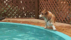 Gif of a corgi running around the edge of a pool, not looking where it is going, and falling into the pool