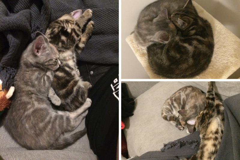 3 photos showing two cats cuddled up sleeping