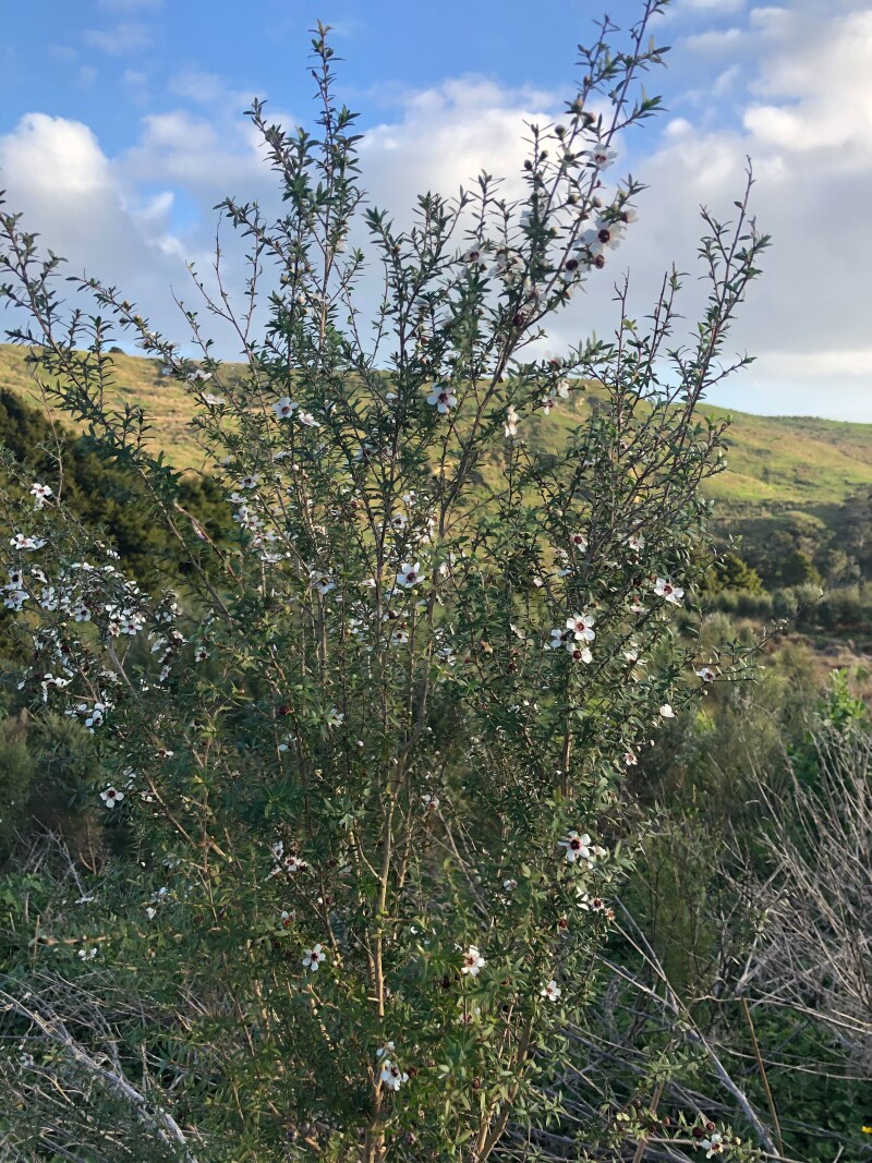 Mānuka tree in flower