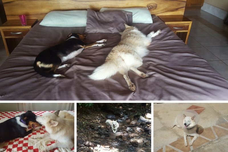 Montage of 4 images - 2 dogs on a bed, a dog lying in a stream, and a dog lying on a patio with an elizabethan collar on