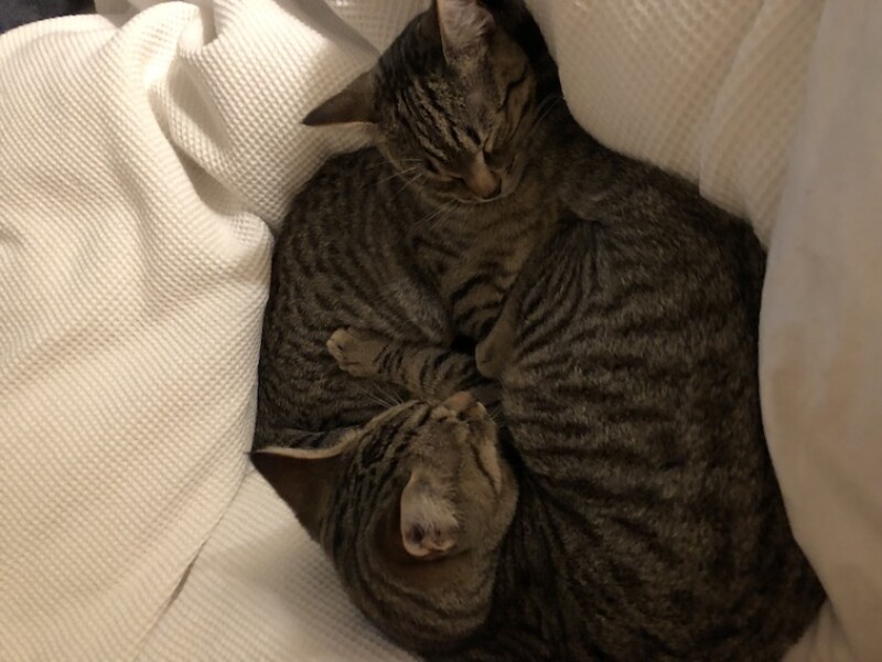 2 tabby cats curled into each other on a white duvet