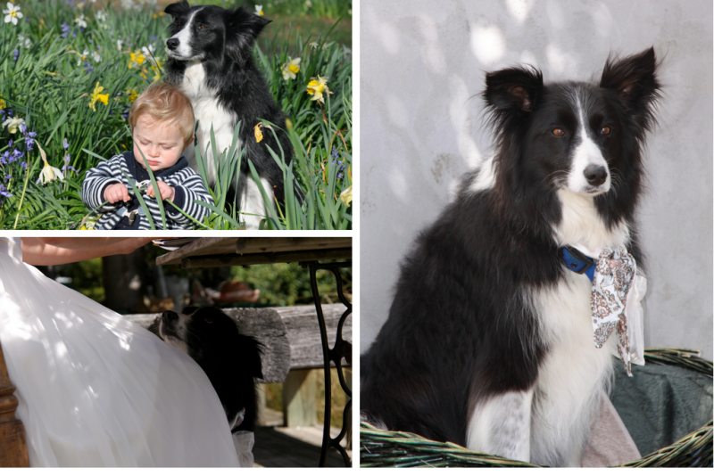 3 images of Matisse the black and white border collie - top left - sitting with a baby amongst the daffodils; bottom left - sitting under a table with it's chin on a brides knee; right: sitting in a basked, with a scarf around its neck 