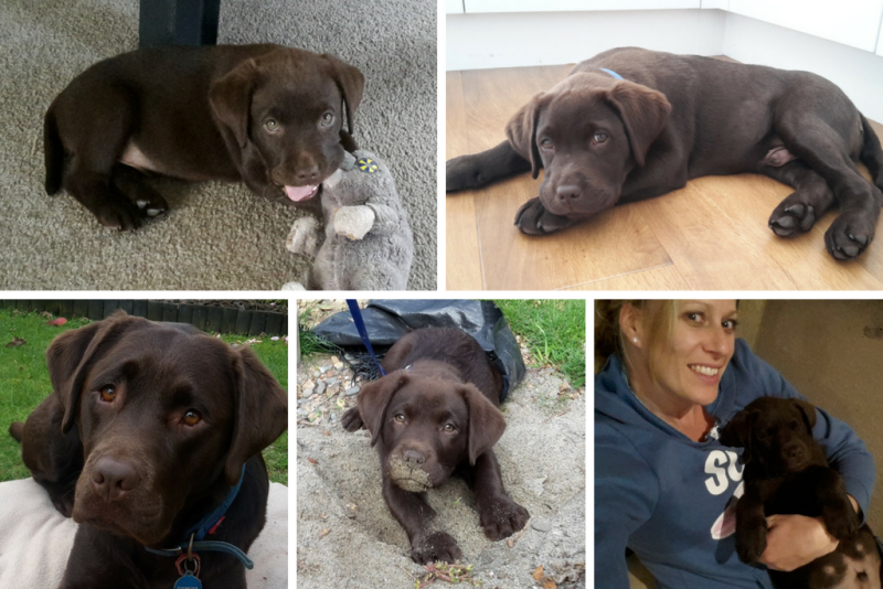 Montage of Ranger the chocolate labrador in various states of lying down and being a cute puppy and adult dog