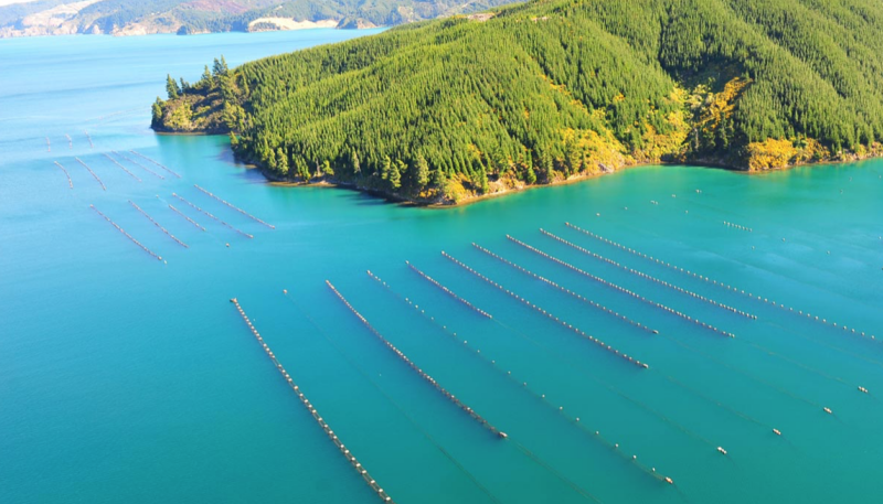 Aerial view of mussel farms in the Marlborough Sounds
