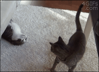 Gif of a cat on its back sliding out from under a couch, with its front legs reaching up. Another cat sitting near it hops over to it, and the cat on the floor cuddles the other cat with its front legs