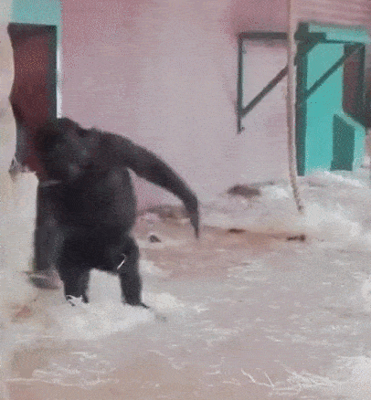 Gorilla in an enclosure, spinning around until it falls over on the floor
