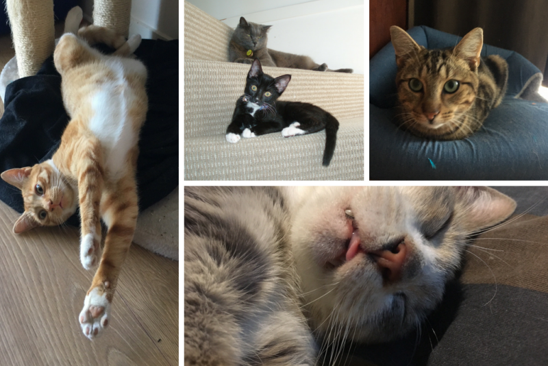 Montage of 4 photos of cats: Left - Ginger cat stretched out on its back; top centre - black and white cat on a stair and russian blue cat on the stair above that; top right - Tabby cat loafining on a chair; bottom - grey tabby lying on its back