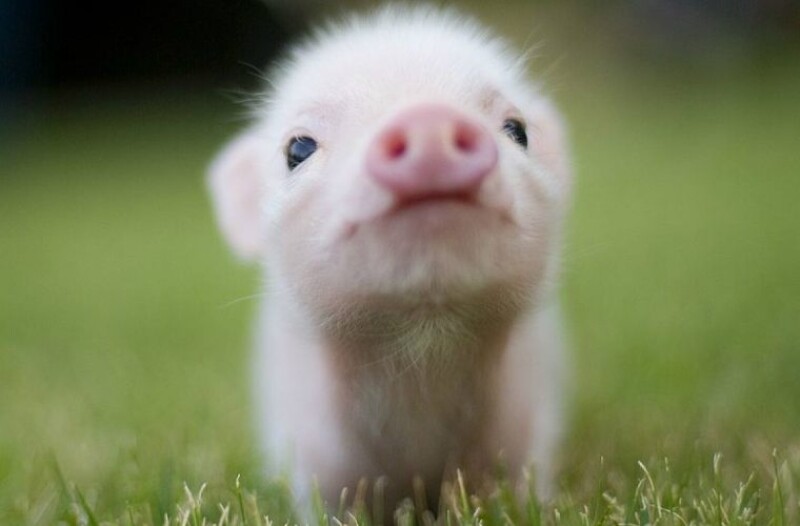 Tiny pig on grass