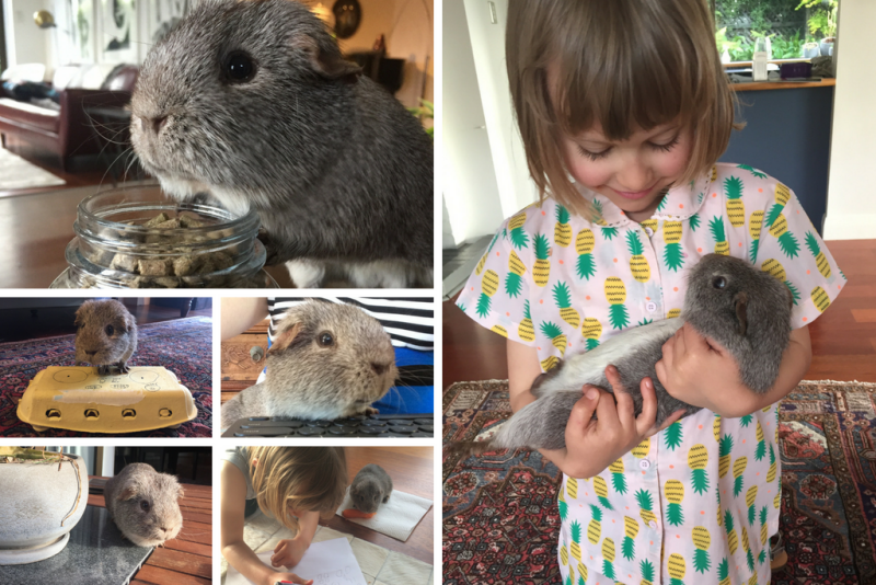 Montage of Wombat the guinea pig - being held by his child owner, helping her draw a picture, nibbling on food and posing in the sun