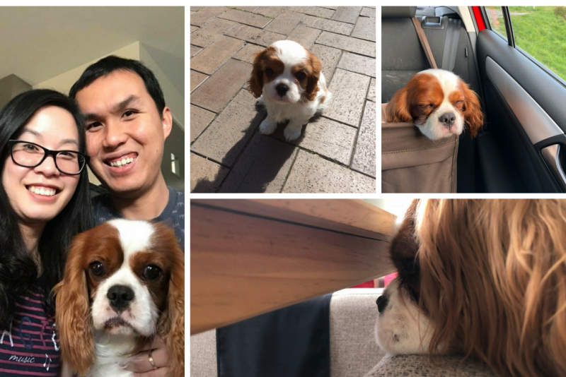 Montage of 4 photos of Alfie the Cavalier King Charles spaniel - left - Alfie with his owners; Top centre - Alfie sitting on the pavement; Top right - Alfie sleeping in a basket in the car; bottom - Alfie with his chin on a chair
