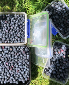 Blueberries in plastic containers