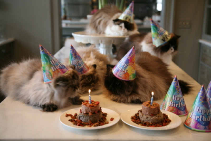 A long table upon which 5 cats with party hats on are lounging, along with two cat-food cakes that each have a lit candle in the top