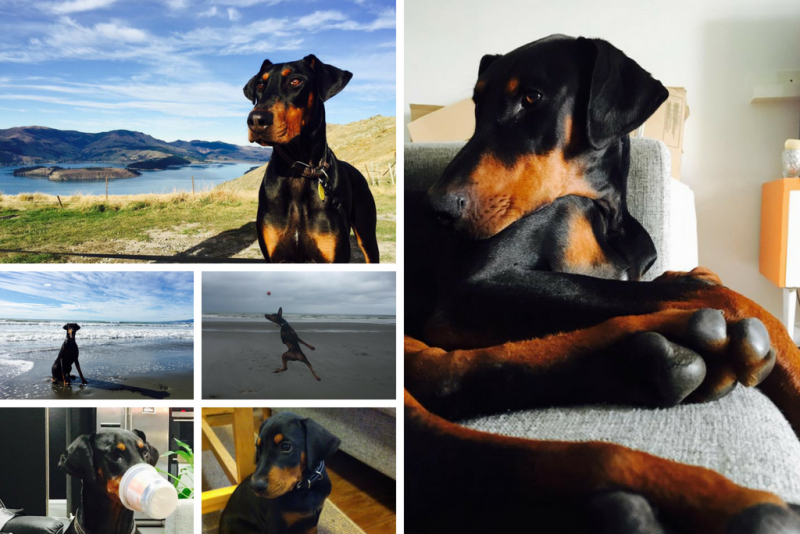 Photo montage of Kevin the doberman: standing on a hill with Lyttleton harbour in the background; lying on a bed; sitting at the beach; leaping for a ball on the beach; holding a cup; sitting on the floor