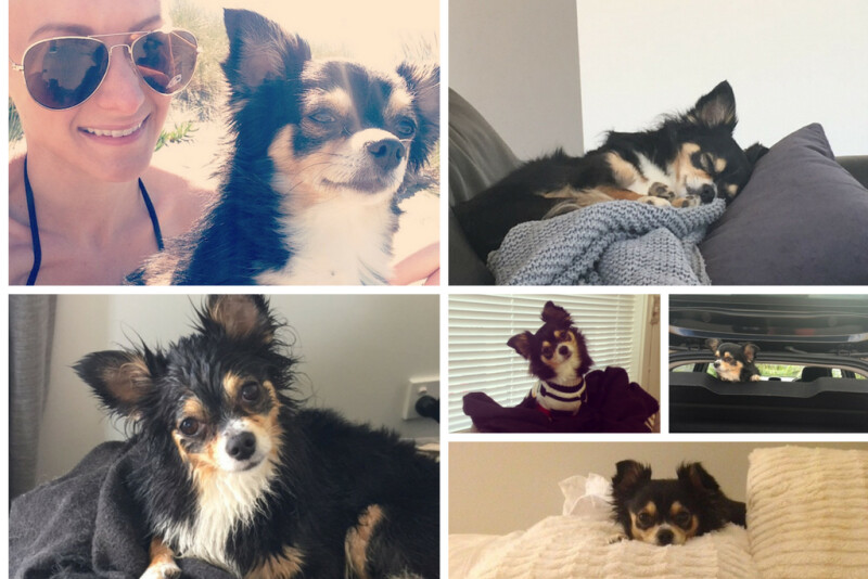 Montage of Megatron the Chihuahua in various states of sitting and lying down