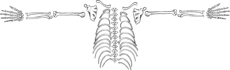 Line drawing of a skeleton - torso and upper limbs - with arm bones out wide