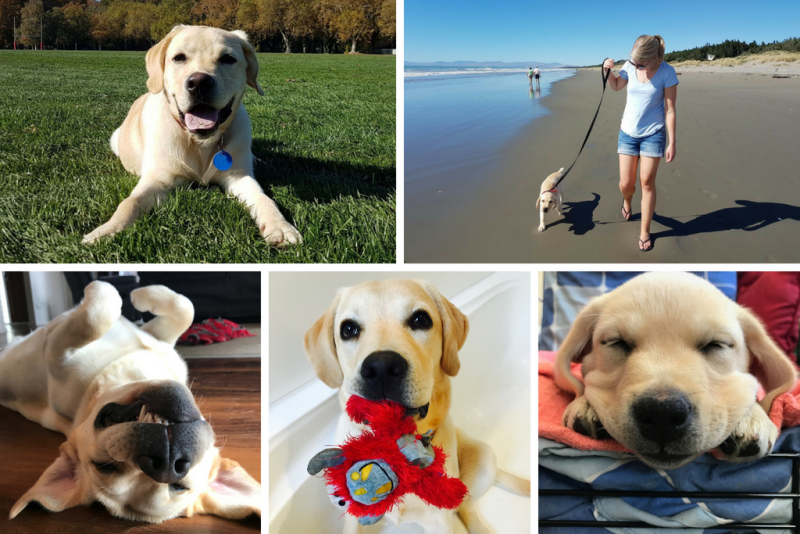 Montage of Spro the golden labrador in various poses of lying down on his tummy and back, and walking down the beach with his human