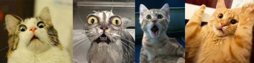 4 images of cats in a row, all have wide eyes and a surprised or fearful  look