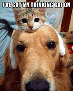 Meme showing close up of golden retriever's head with a little kitten draped over its head, it's arms hanging down in front of the dogs ears. Caption "I've got my thinking cat on".. 